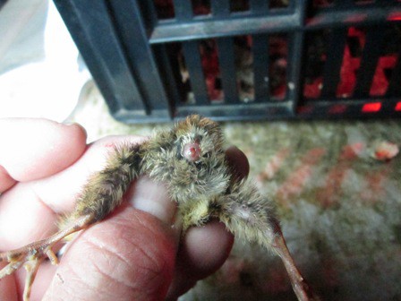 cloaca expuesta 5